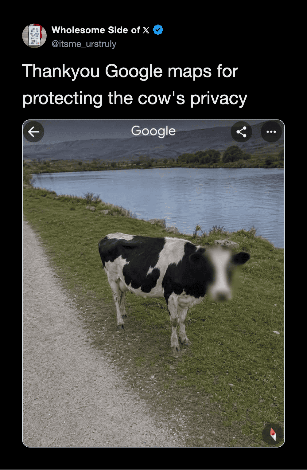 Cow standing by a lake with mountains in the background, near a dirt path.
