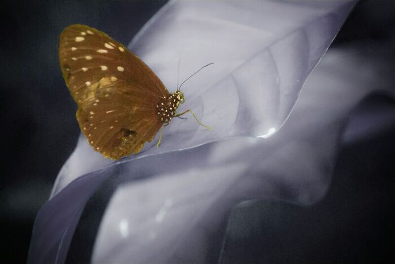 Brown butterfly on a white flower petal.