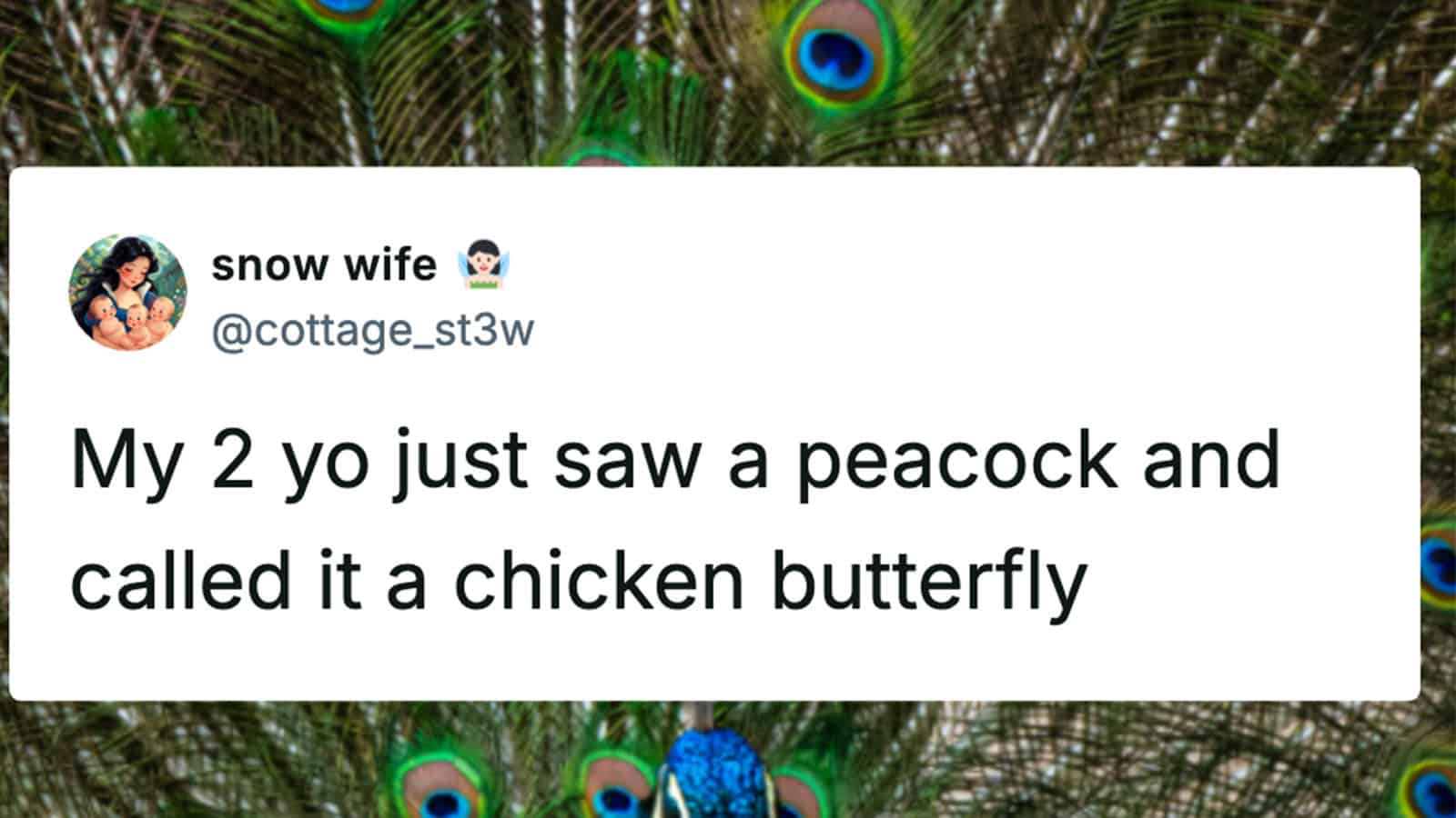Tweet about a peacock called a chicken butterfly with peacock feathers in the background.
