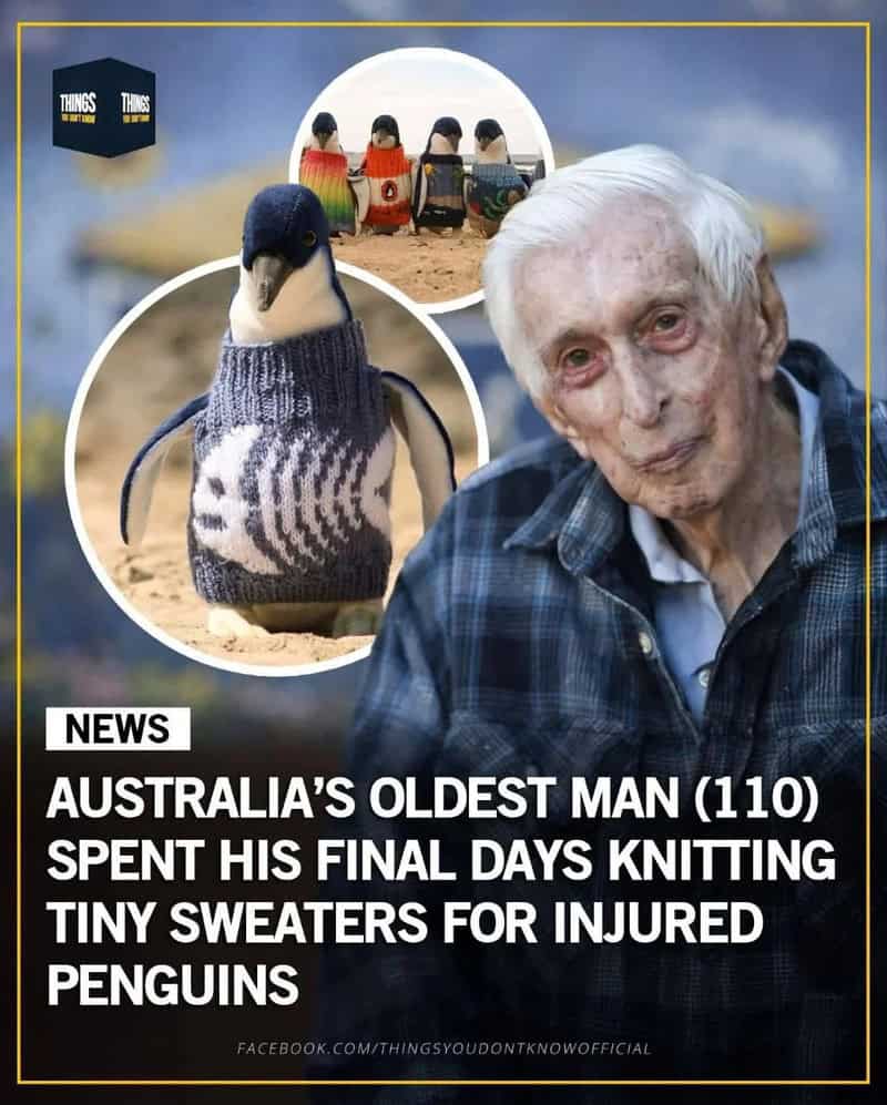 Australia's oldest man, 110, knitting tiny sweaters for injured penguins, with penguin images.