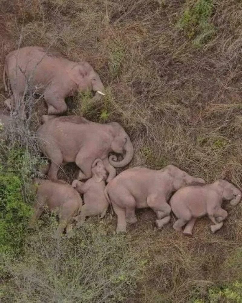 Group of five baby elephants walking through grass and bushes.
