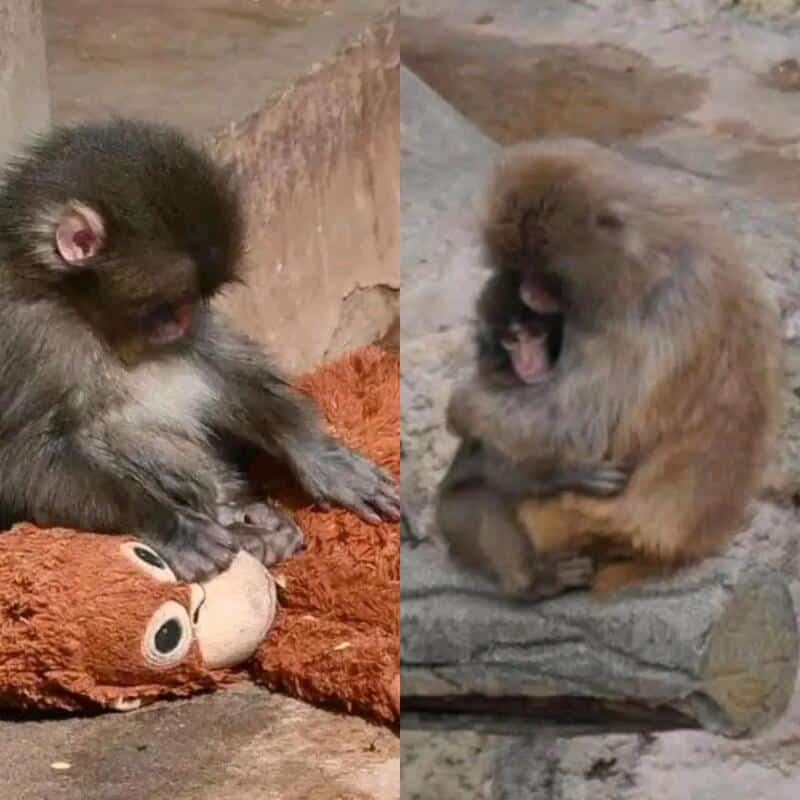 Two baby monkeys, one playing with a plush toy, the other sitting on a rock, both yawning.