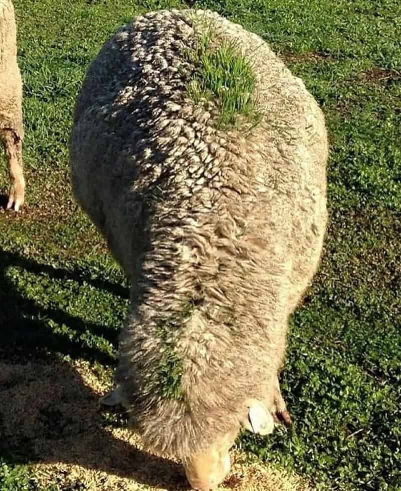 A sheep with green grass growing on its back, standing on grass.