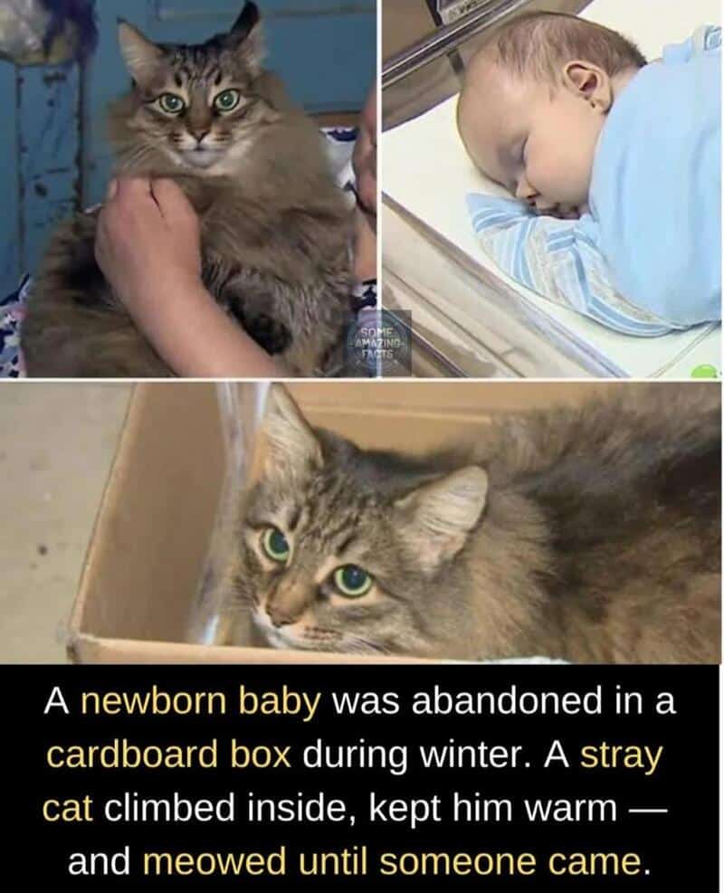 A collage of a stray cat and a newborn baby, with text about a stray cat caring for a abandoned baby.