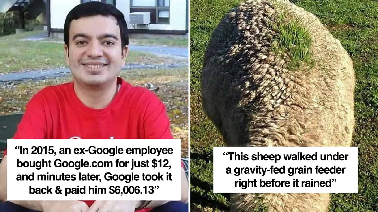 A man in a red shirt smiling outdoors and a sheep walking under a grain feeder.