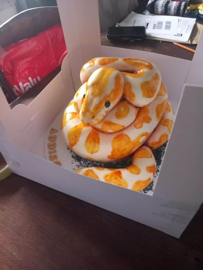 Colorful ball python with orange and white pattern in a box.