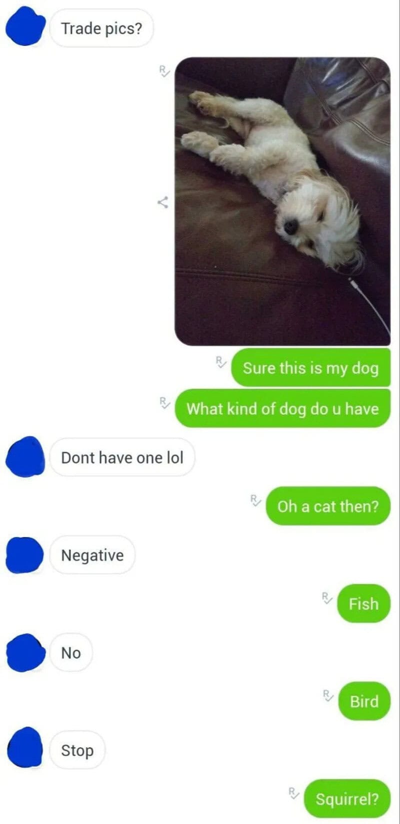A dog lying on a couch with a conversation about animals.