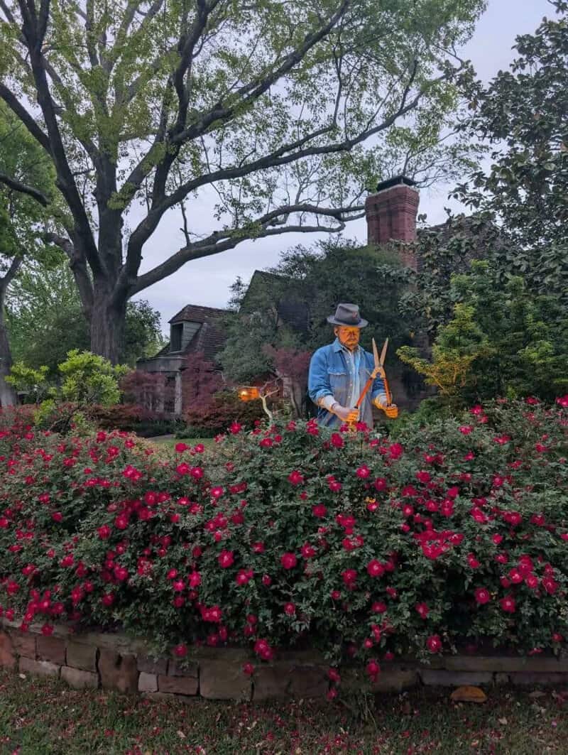 A person in a blue jacket and hat trimming a rose bush in a garden.