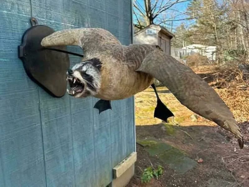 A raccoon appears to be flying through the air with wings attached to a house wall.