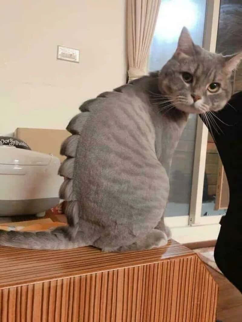 Gray cat with a spiky back sitting on a wooden surface.