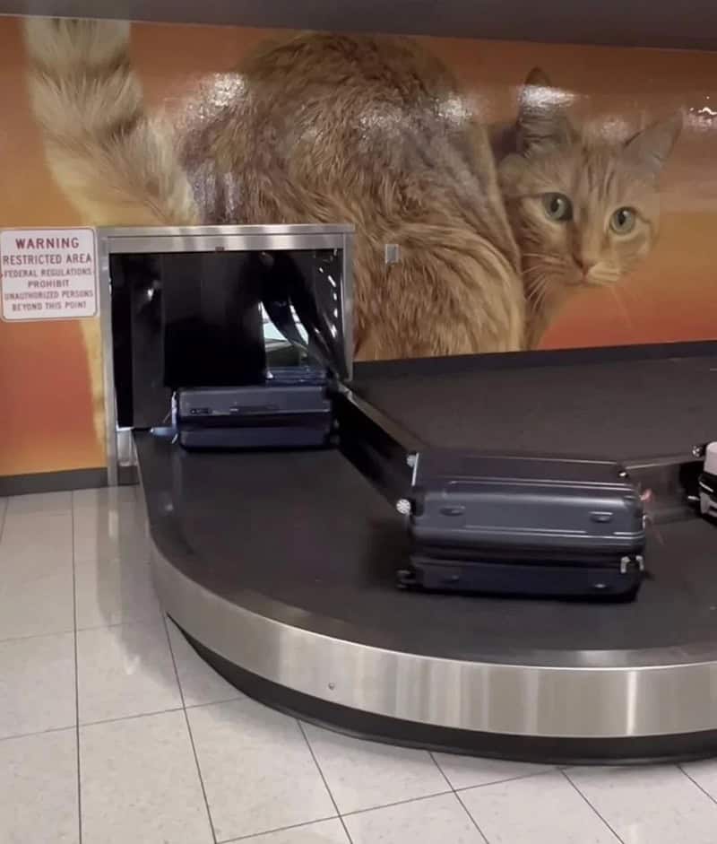 Luggage carousel with a large cat mural in the background.