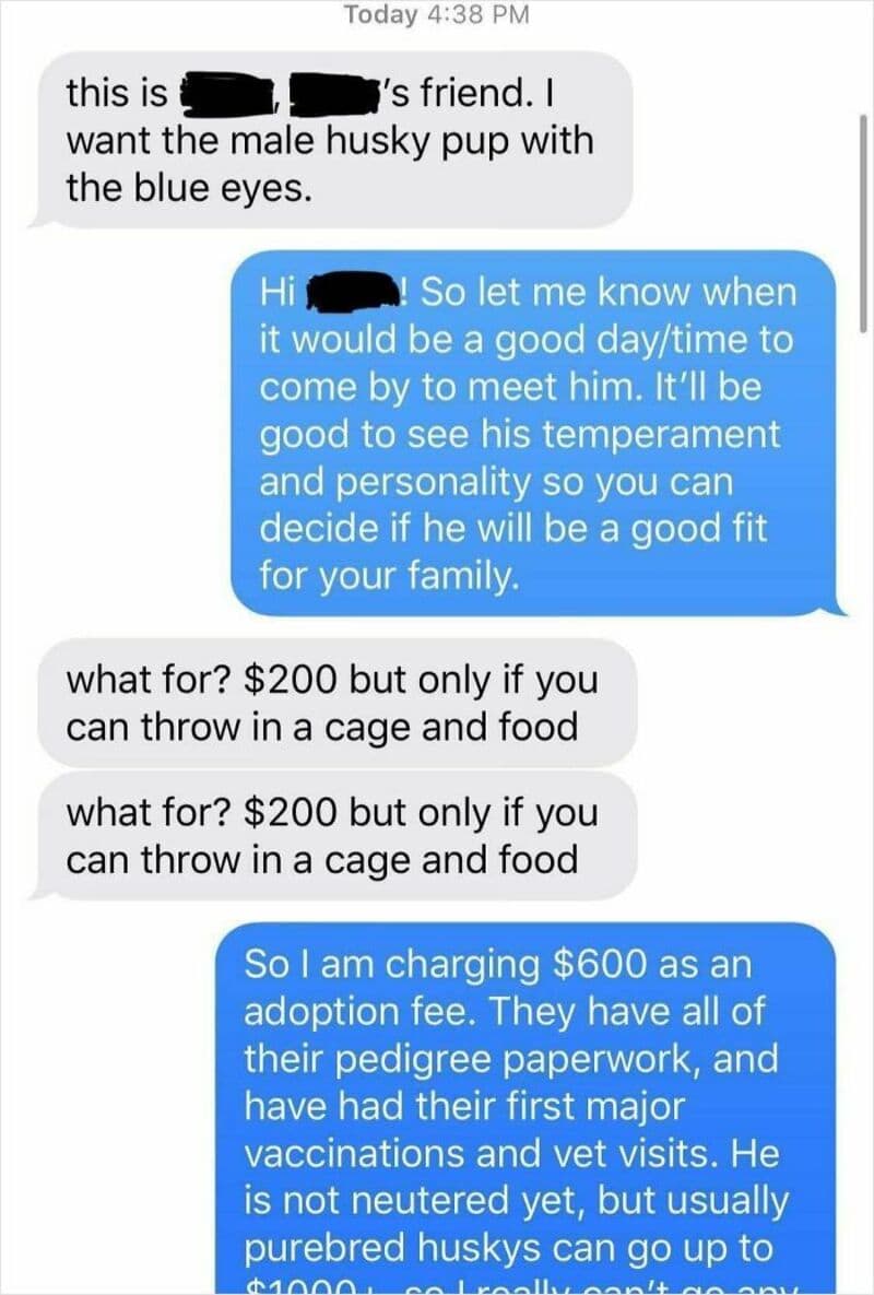 Text conversation about adopting a husky puppy with blue eyes.