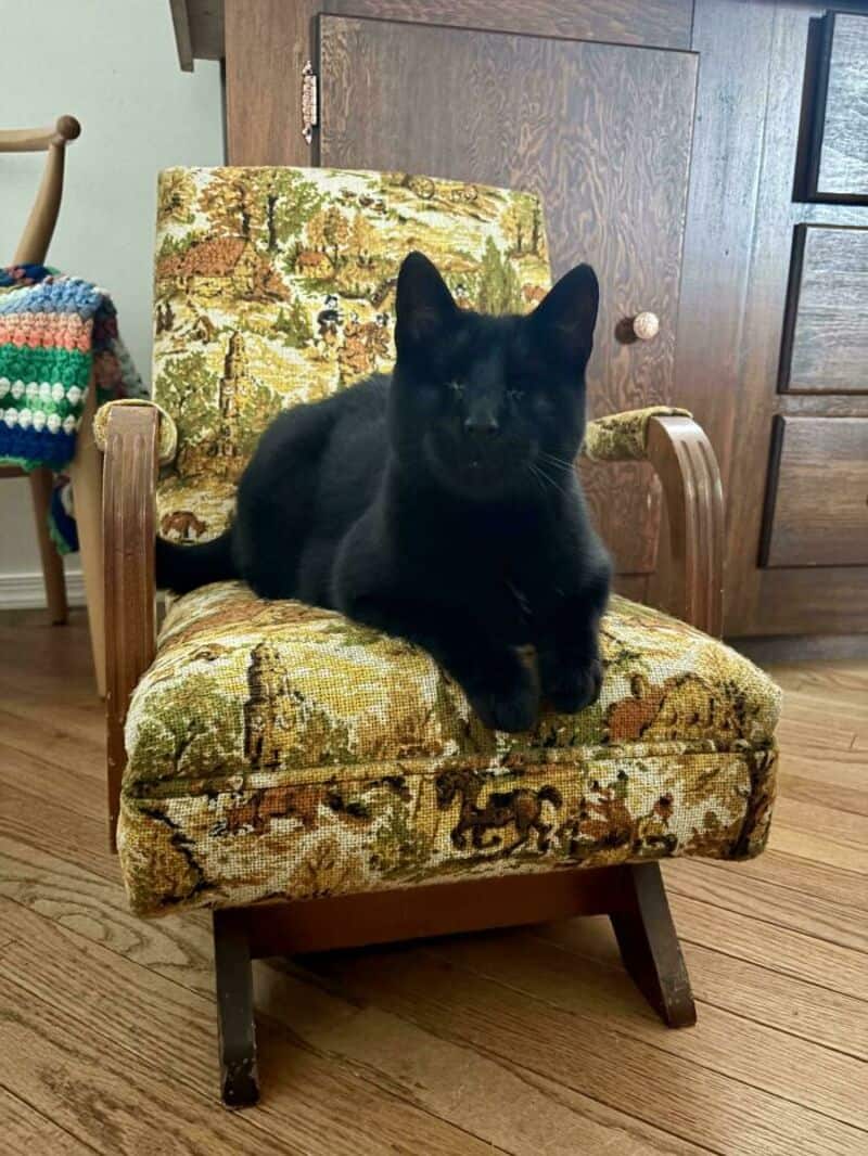 Black cat sitting on a vintage patterned armchair in a cozy room.