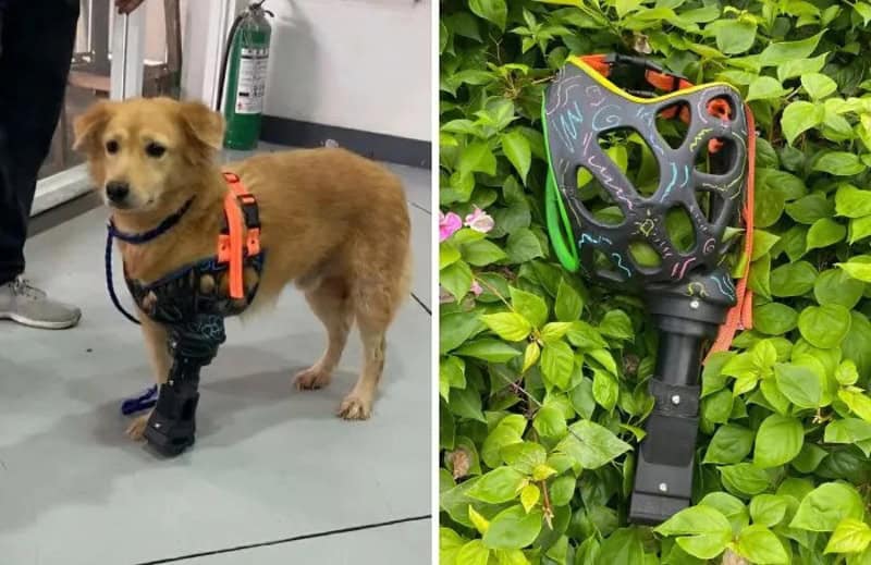 Dog wearing a prosthetic leg and harness, with a colorful 3D-printed object nearby.