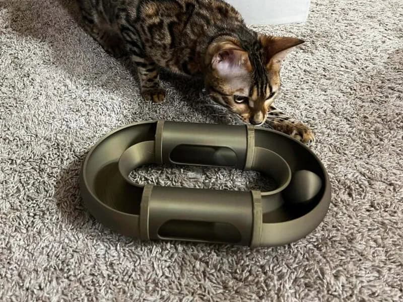 Cat playing with a 3D-printed toy track on carpet.