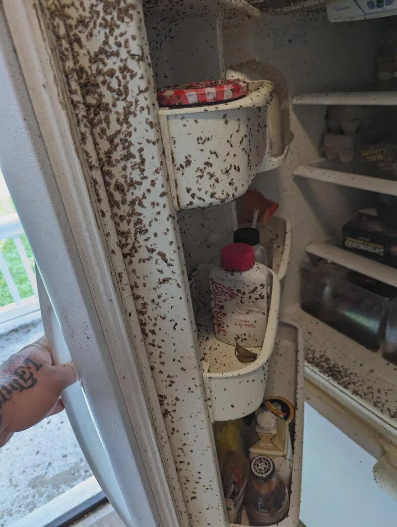 Dirty refrigerator interior with mold and spoiled food items.