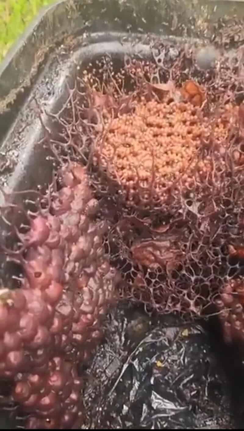 Close-up of a wet, slimy, and textured surface with pinkish and brownish colors.