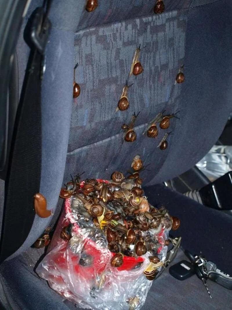 Snails on a plastic bag filled with snails in a car seat.