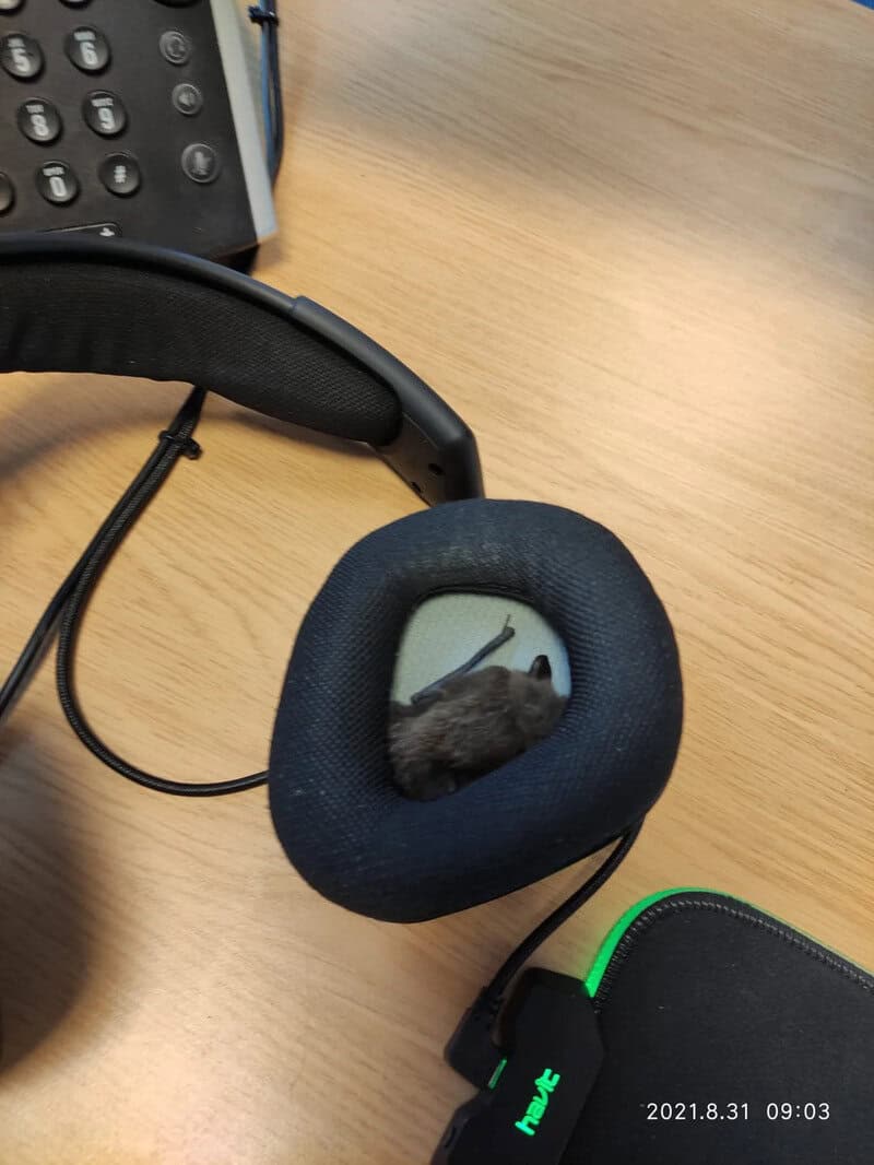 Mouse inside a headphone on a wooden desk with phone and other objects.