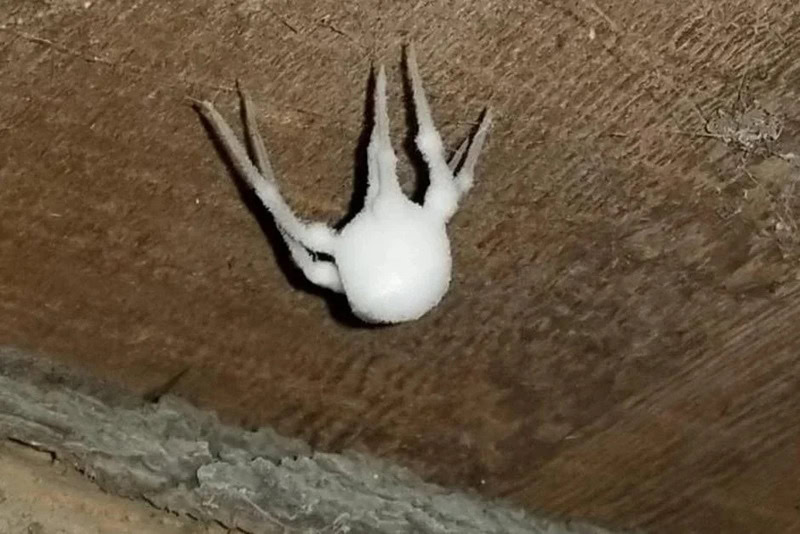 White spider with black markings on its legs on a wooden surface.