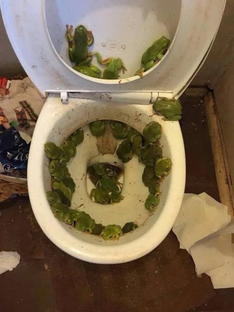 Frog sitting on toilet seat with other frogs inside the bowl.
