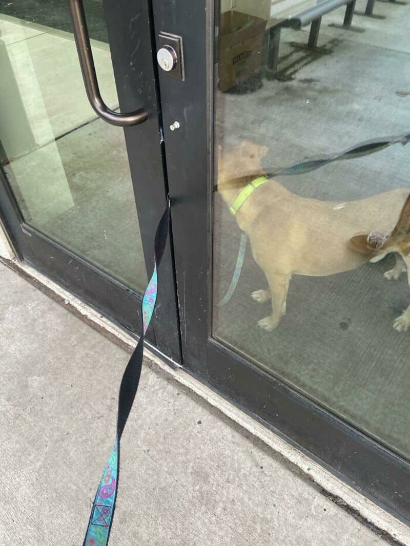 Dog on a leash inside a glass door, looking outside.