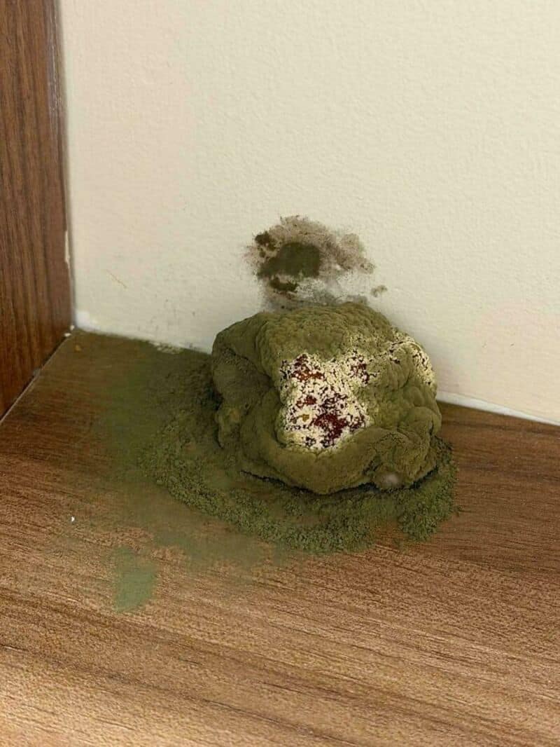 Moldy rock on the floor near a wall, with mold growth on the wall above.