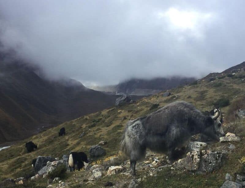 A mountain landscape with a goat and some sheep grazing, cloudy sky, and rugged terrain.