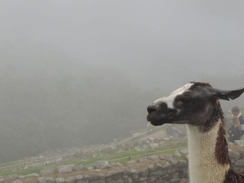 A llama with a foggy background and a person in the distance.