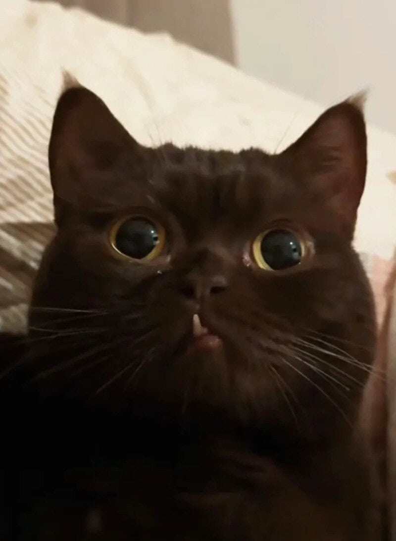 Close-up of a black cat with wide eyes and a slightly open mouth.