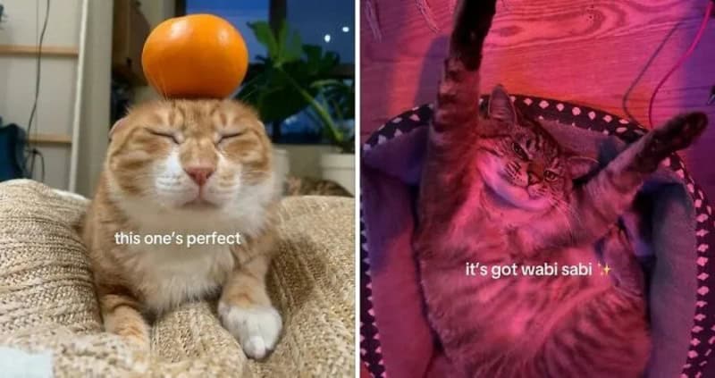 Two cats with captions: 'this one's perfect' and 'it's got wabi sabi'.