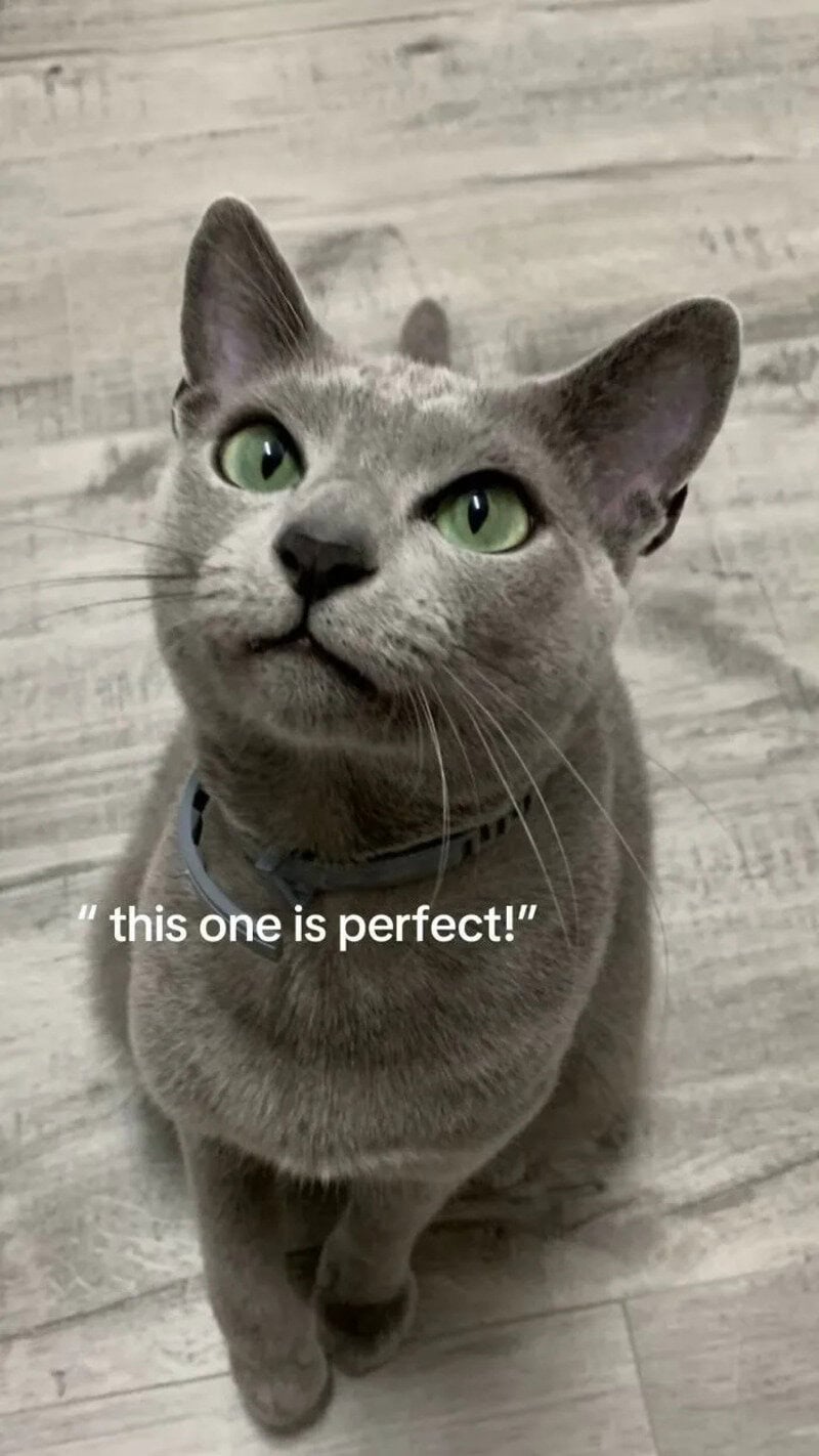 Gray cat with green eyes and a collar, looking up, captioned 'this one is perfect!'.