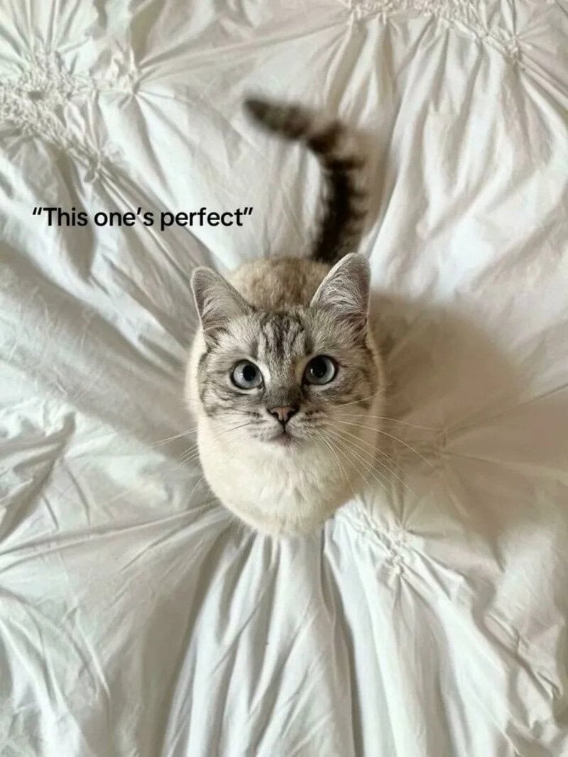 Cute cat with blue eyes on white bedding, captioned "This one's perfect".
