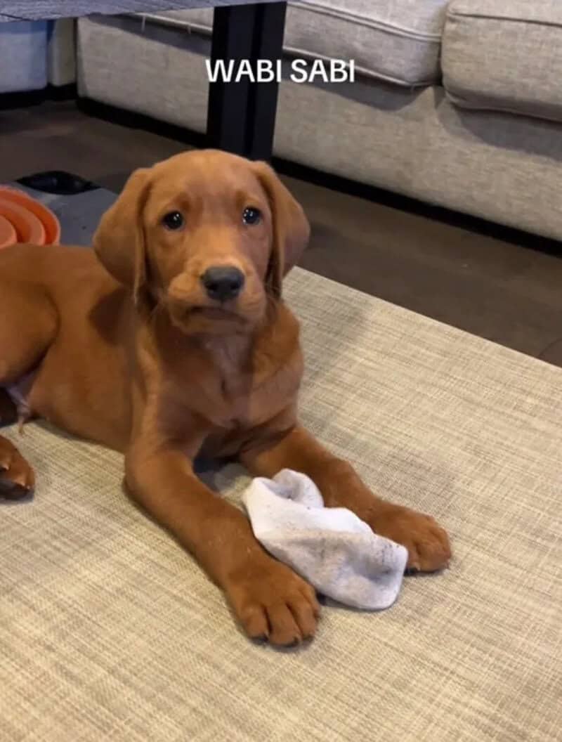 Cute brown puppy lying on a beige rug with a white cloth in its paws, 'WABI SABI' text above.