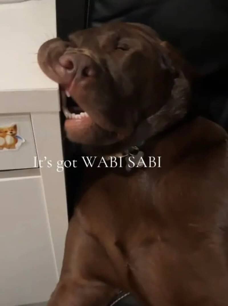 Dog with eyes closed and mouth open, next to a white drawer with a sticker.