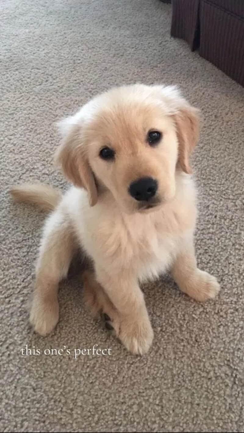 Adorable golden retriever puppy sitting on carpet with a curious expression.