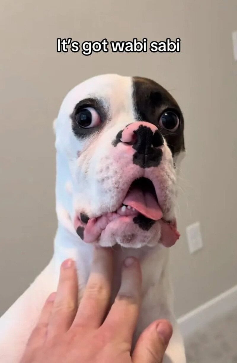 Dog with wide eyes and tongue out, caption says 'It's got wabi sabi'.