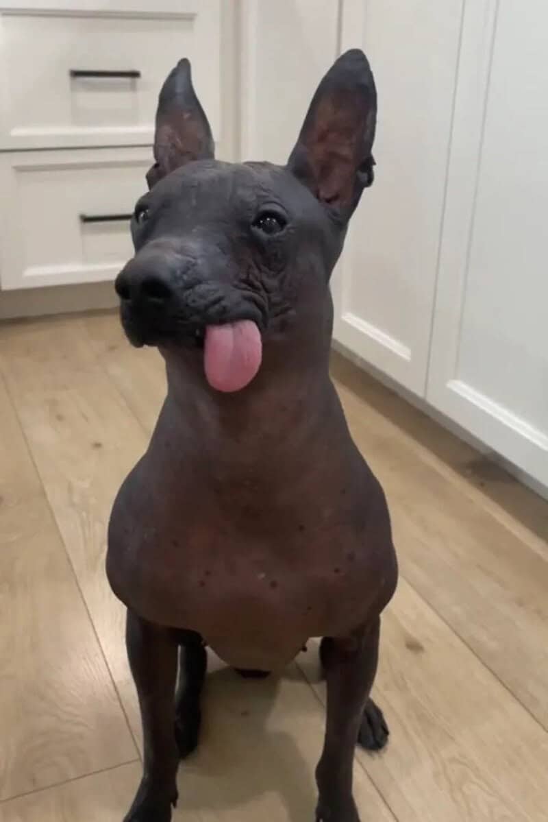 Cute black dog with ears up, tongue out, sitting on wooden floor.