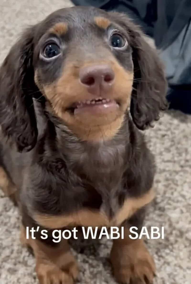 Cute brown and black puppy with big eyes and a funny expression.