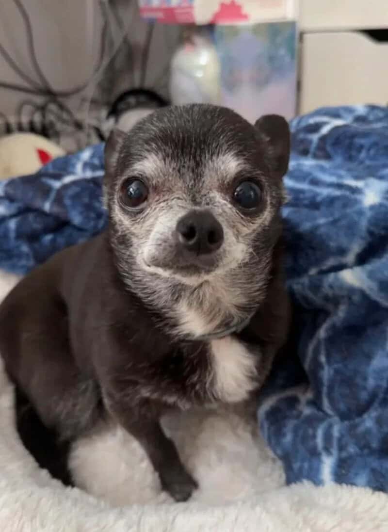 Small black and white Chihuahua puppy with big eyes, sitting on a blanket.
