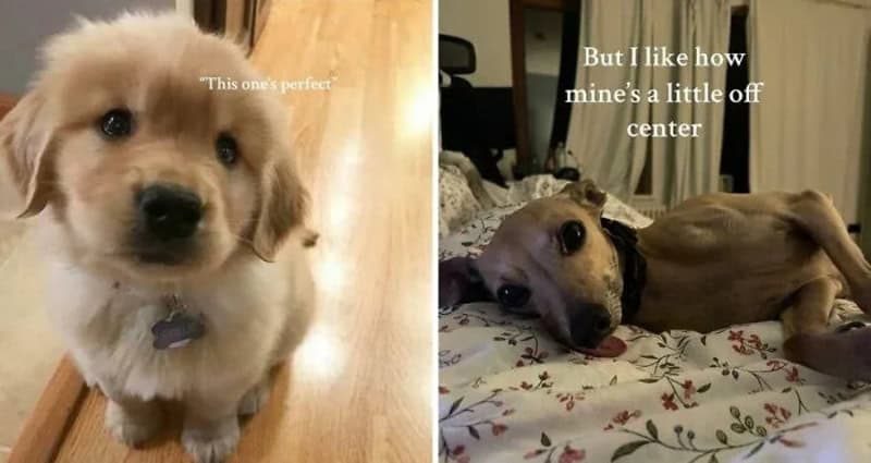 Two dogs, one cute puppy with a caption 'This one's perfect,' and a relaxed dog with a caption about.