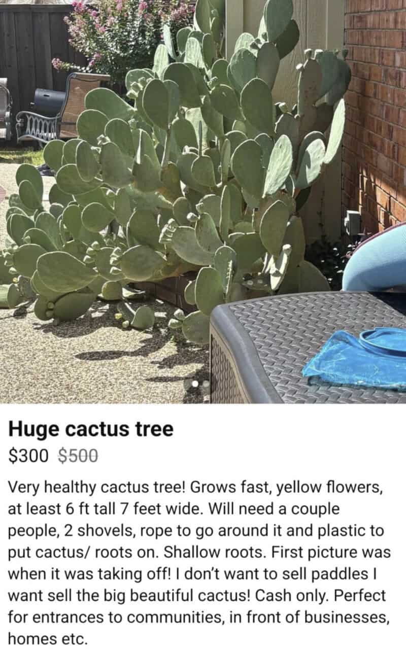 Huge cactus tree with yellow flowers, growing near a brick wall and outdoor furniture.