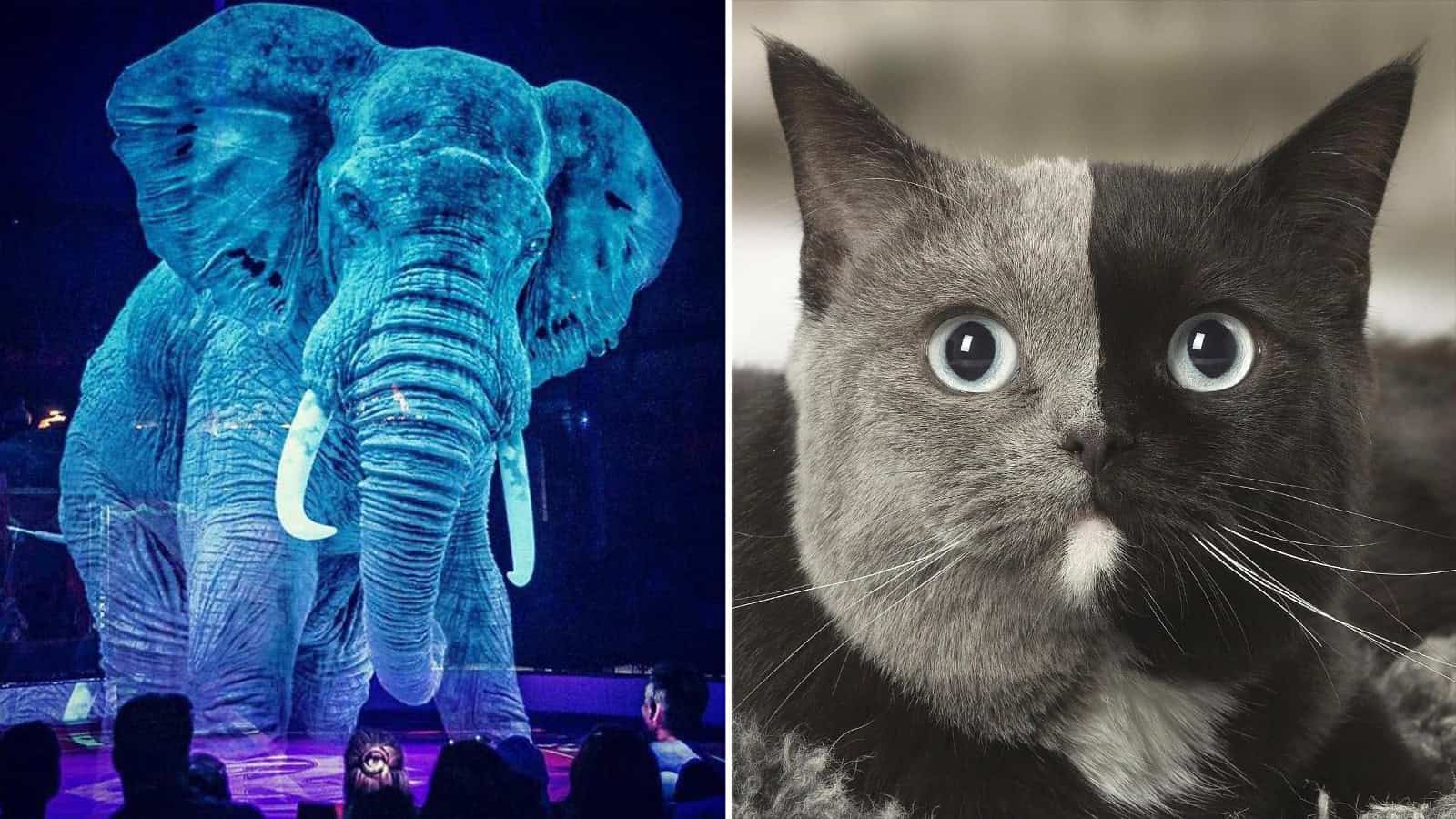 A large blue elephant on stage with an audience watching.