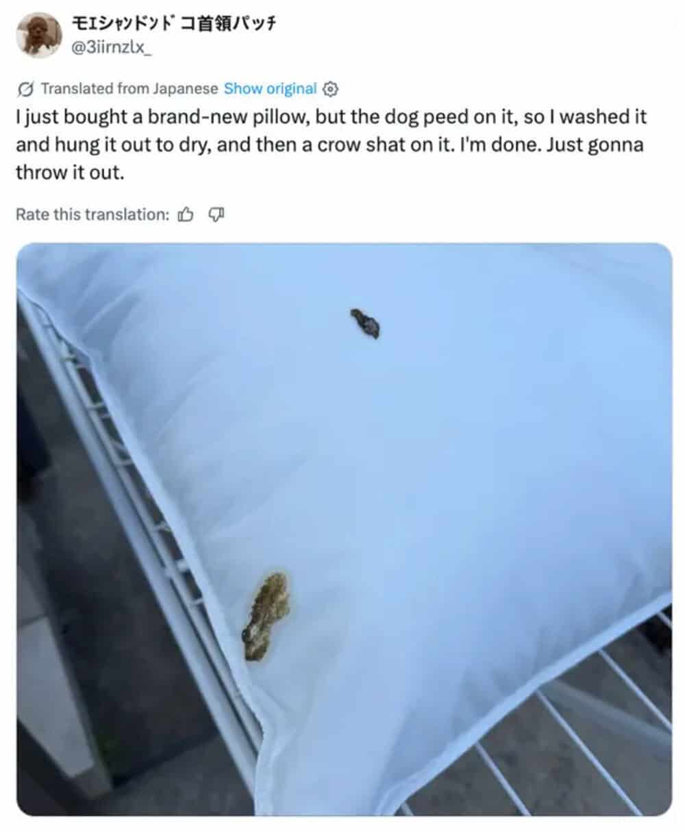 Dog poop on a pillow with a new pillow in the background.