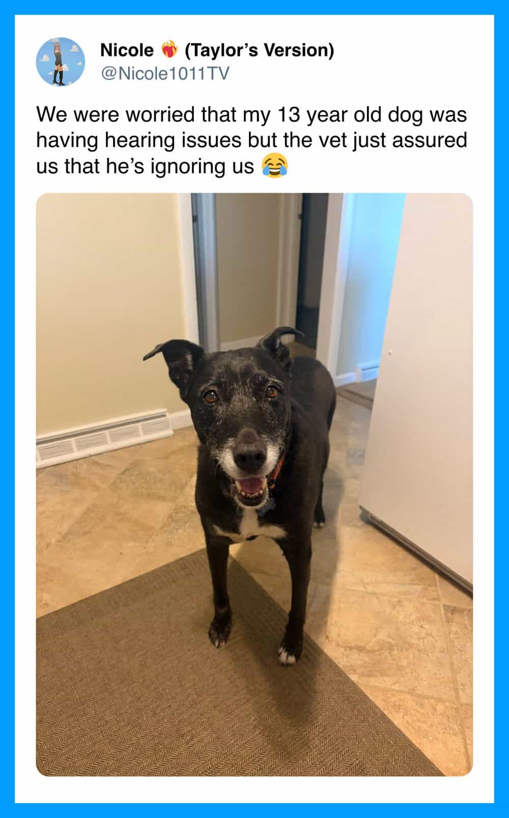 Dog with hearing issues, standing on a mat, looking at the camera.