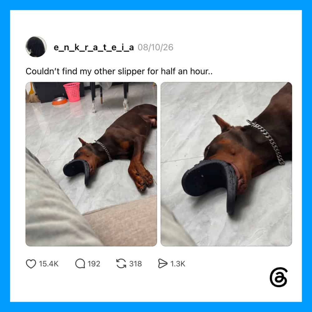 Dog with a slipper on its nose, lying on the floor.