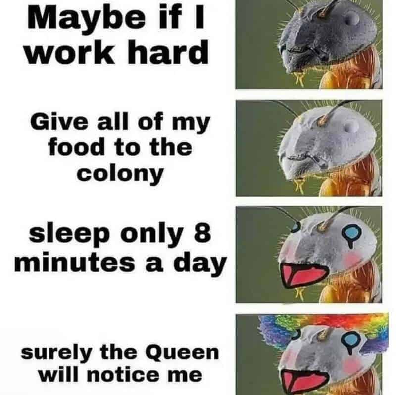 Meme with ant images and humorous text about working hard and being noticed by the Queen.