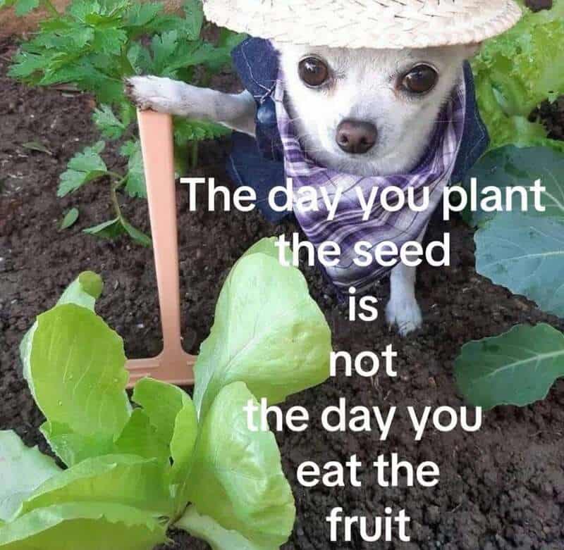 Dog wearing a hat and scarf in a garden with a quote about planting and eating fruit.