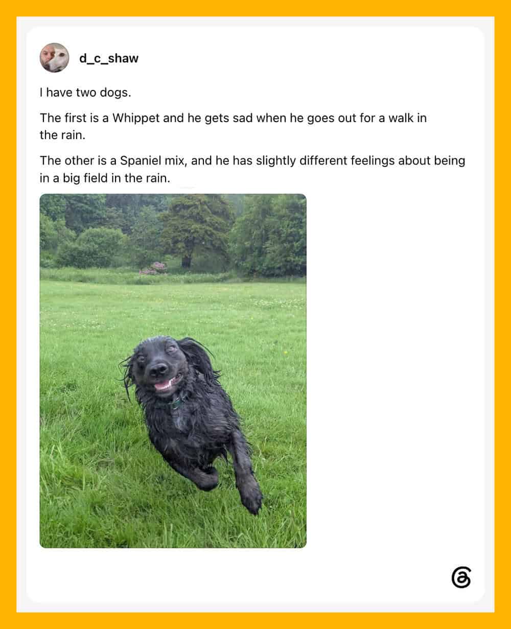 Two dogs, a Whippet and a Spaniel mix, in a grassy field with trees, one running happily.