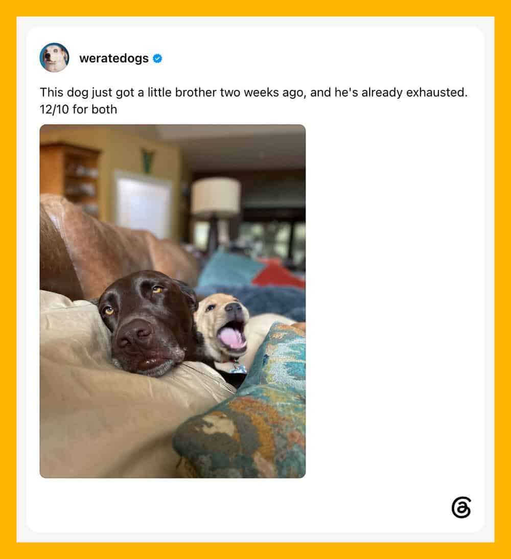 Two dogs, one exhausted and one yawning, on a couch with a pillow.